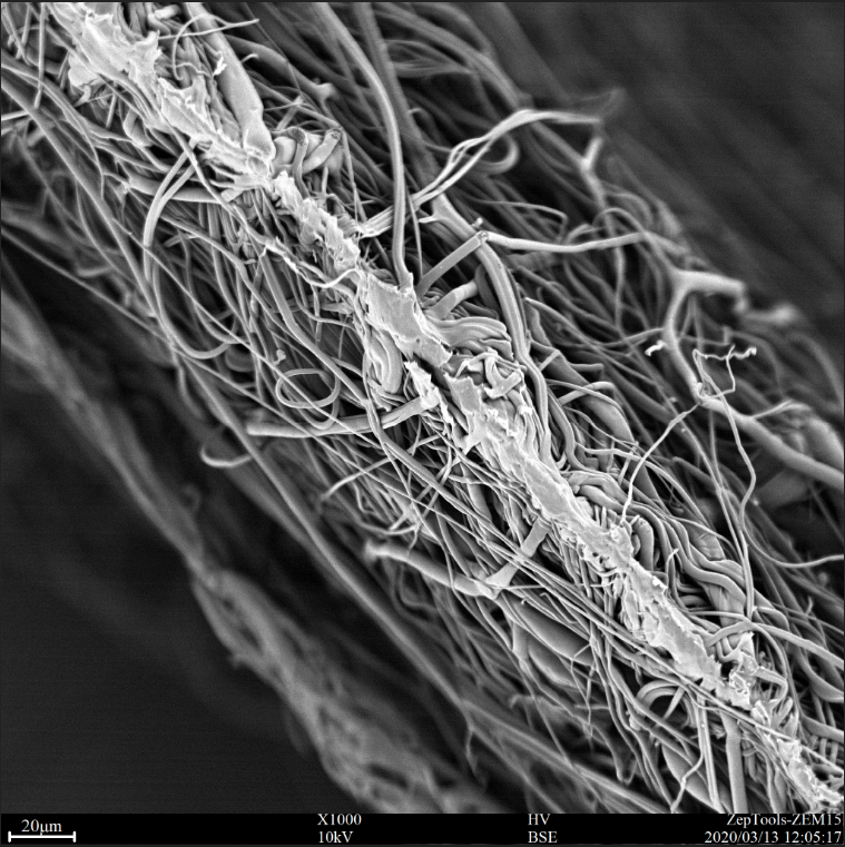 醫(yī)用口罩中間過濾層（熔噴布）截面的掃描電鏡圖