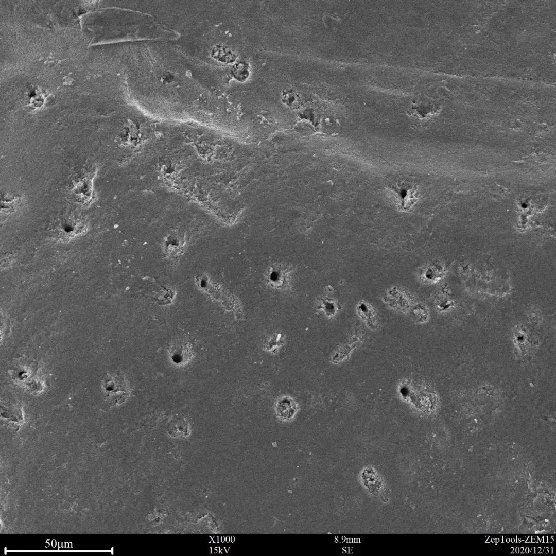 臺(tái)式掃描電鏡1000倍下可以看到一些孔洞結(jié)構(gòu)